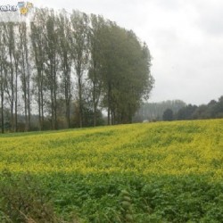 dsc 0501 - Sportraad Zaventem 